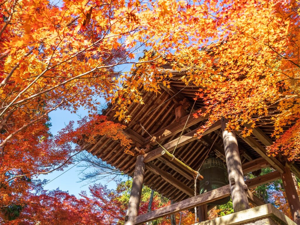 Autumn in Sakaide: A Journey in Color<br>A warm-hearted day of autumn leaves, strolling slowly through the town of Sakaide.