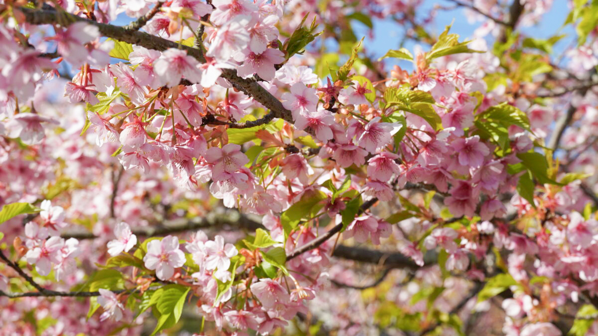 Soft Hues of Spring: Sakaide Cherry Blossom Tour Vol. 2