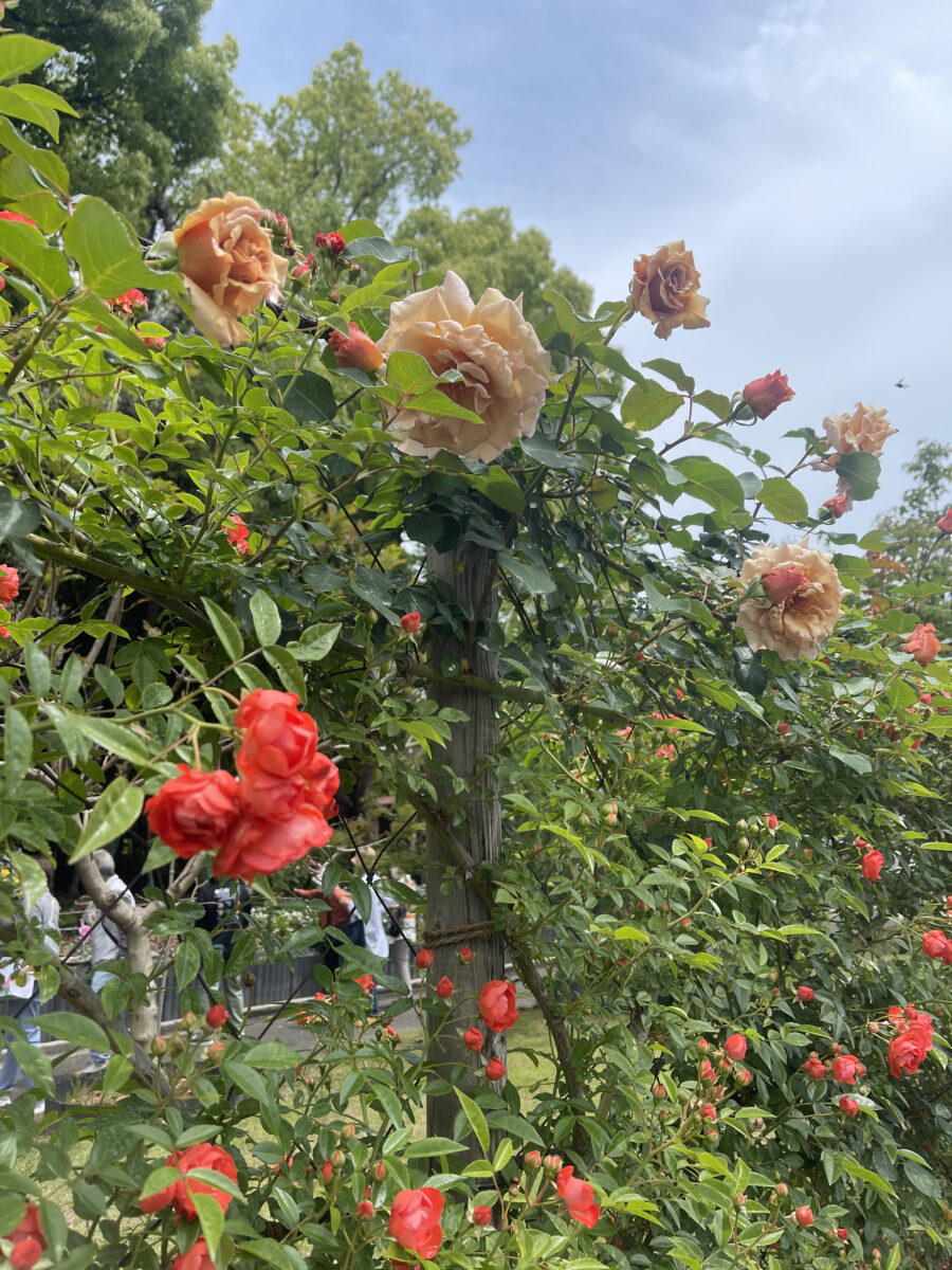 番の州公園 バラ祭り 2026