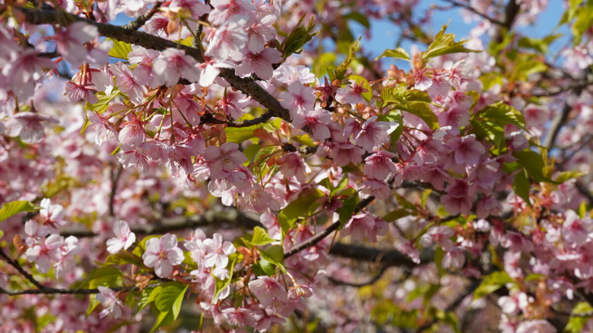 ふんわり春色、坂出の桜めぐりvol.2