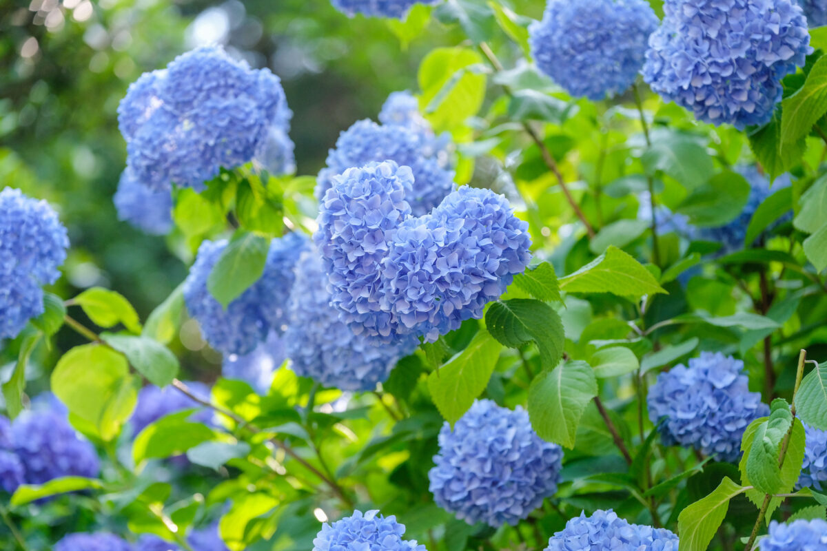色づく季節、坂出の紫陽花めぐり