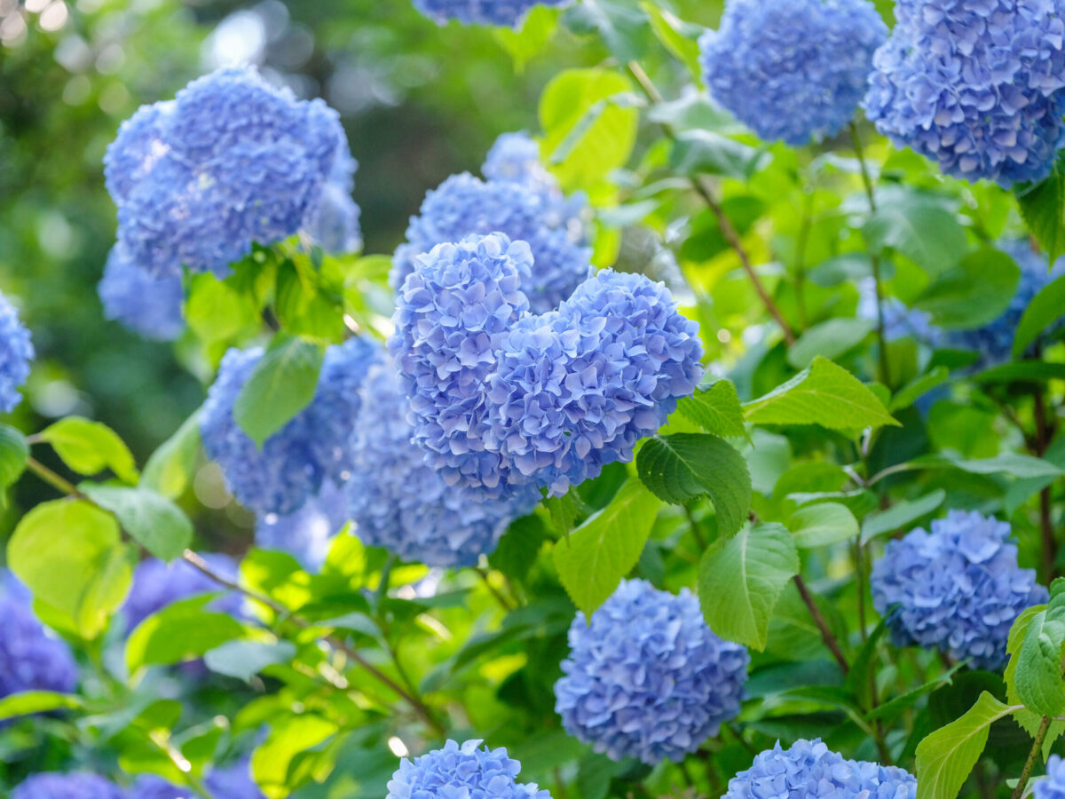 色づく季節、坂出の紫陽花めぐり