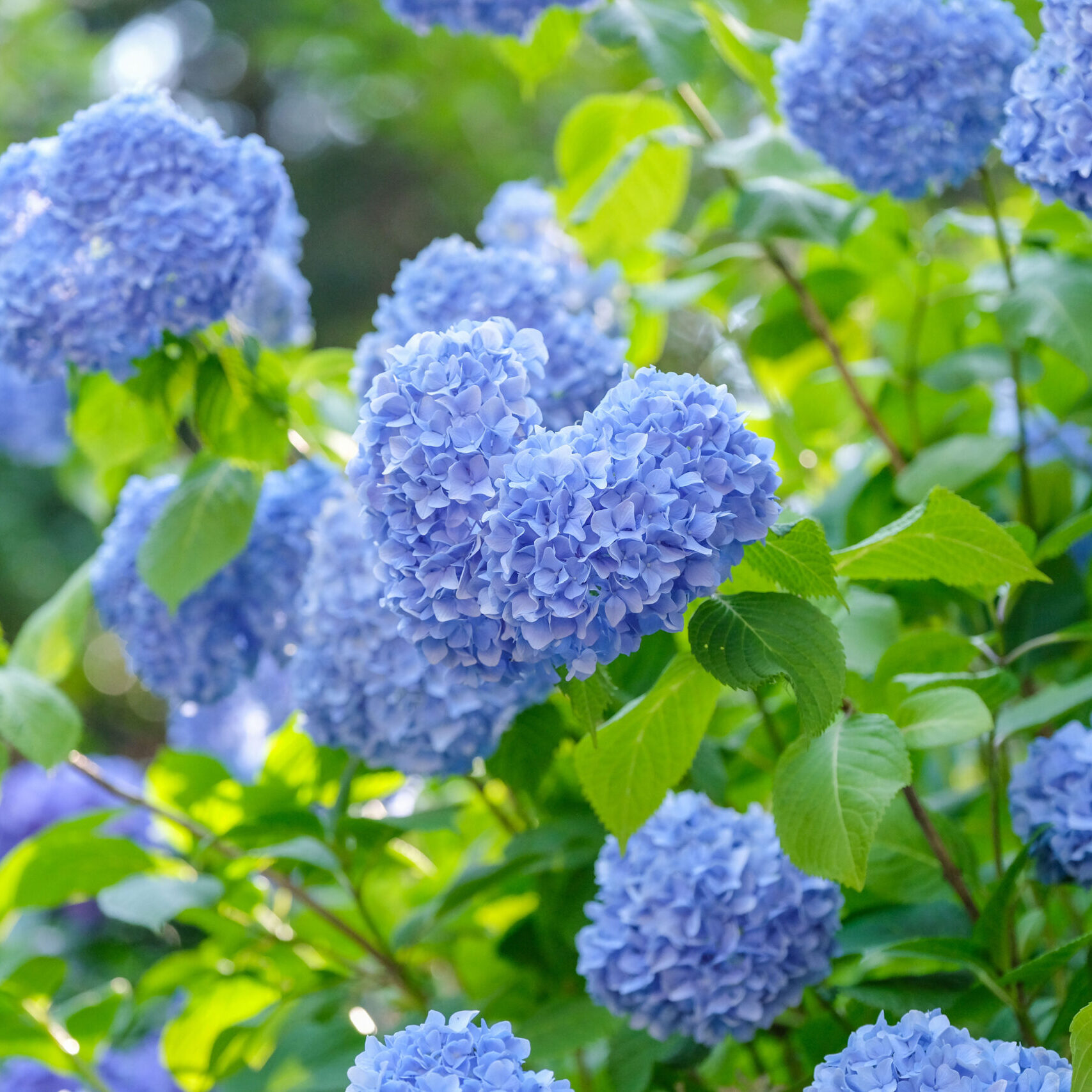 色づく季節、坂出の紫陽花めぐり